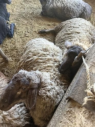 кролик нзб: Продаю | Баран (самец) | Для разведения — 2