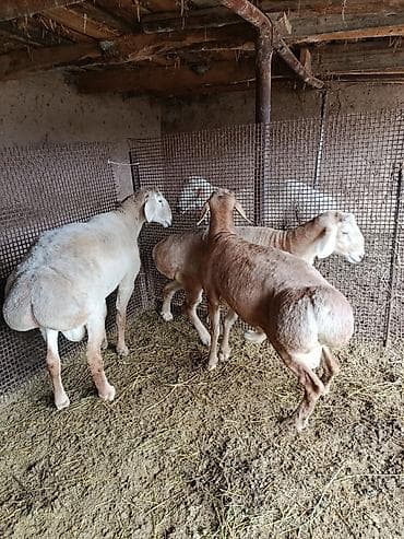 кури: Продаю | Баран (самец) | Эдильбаевская | Для разведения — 3