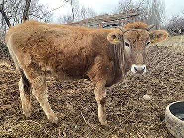 тяжеловес лошадь: Продаю | Музоо, торпок | На откорм | Привязанные — 7