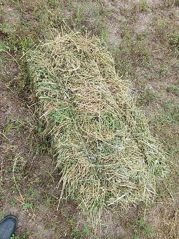 силос жалал абад: Сено в тюках чоп сатылат 220с, жаанга калган жок, таза беде — 2