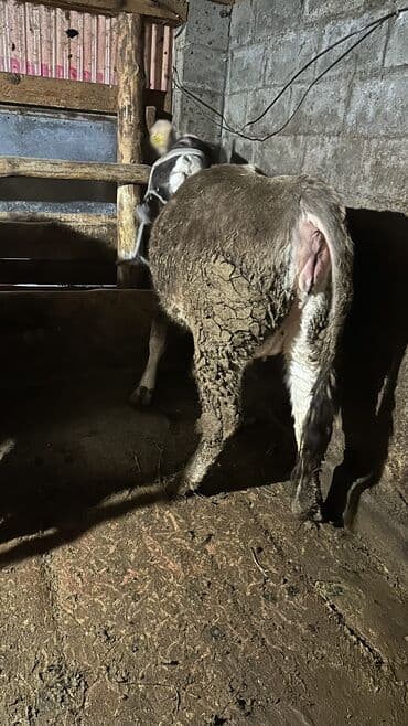 саан уй бишкек: Сатам | Кунаажын | Швиц | Көбөйтүү үчүн | Байланган — 1