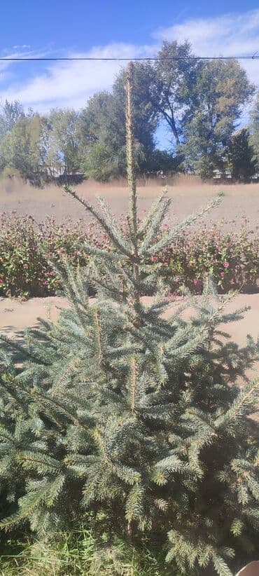 декоративный голубой ель: Саженцы деревьев: Ели — 1