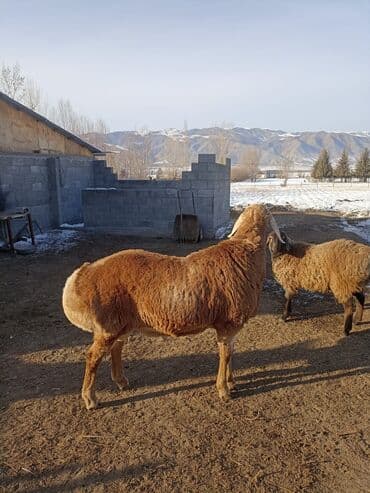 Продаю | Баран (самец) | Арашан | Для разведения | Осеменитель