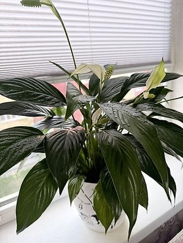 лимоное дерево: Комнатные растения в декоративных кашпо: 1) Спатифиллюм (лилия мира) — 1