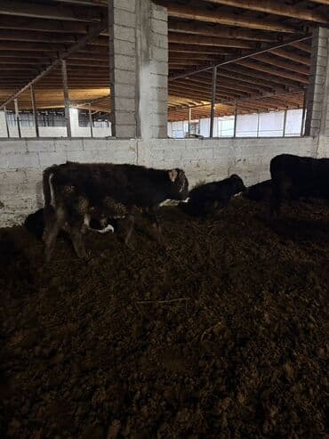 Уйлар, букалар: Сатам | Бука (эркек) | Бордоп семиртүү үчүн — 10