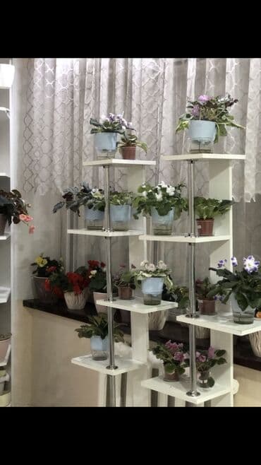 саженцы розы: Коллекция взрослых фиалок (сенполий) — свыше 30 сортов. Есть повторы — 17