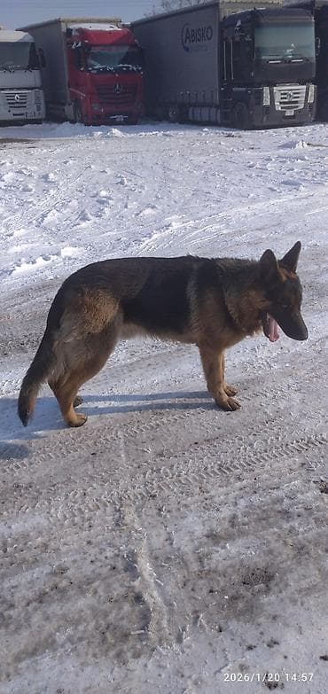 собака дратхар: Восточноевропейская овчарка, 1 месяц, Самка — 8
