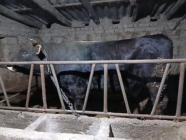 арашан ко: Сатам | Бука (эркек) | Бордоп семиртүү үчүн | Байланган — 1