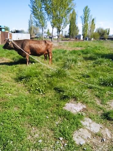 ежик живой: Продаю | Корова (самка) | Для молока | Привязанные — 2