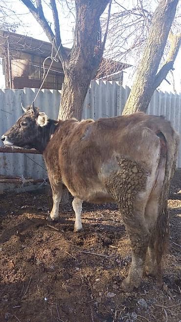 Сатам | Уй (ургаачы) | Көбөйтүү үчүн | Байланган — 5