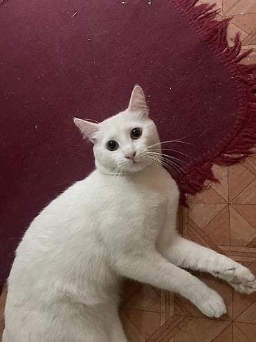 9 месяцев, Мальчик, Приучена к лотку, Проглистована at lalafo.kg 9 месяцев, Мальчик, Приучена к лотку, Проглистована
