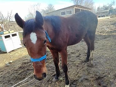 ургачы тайлар: Продаю | Кобыла (самка), Жеребенок | Для разведения — 5