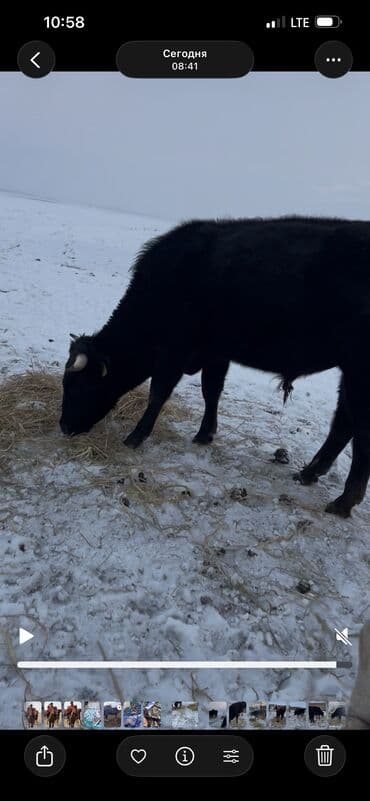 аксессуары для животных: Продаю | Бык (самец) | Полукровка, Абердин-ангус | На откорм, Для разведения | Племенные — 8