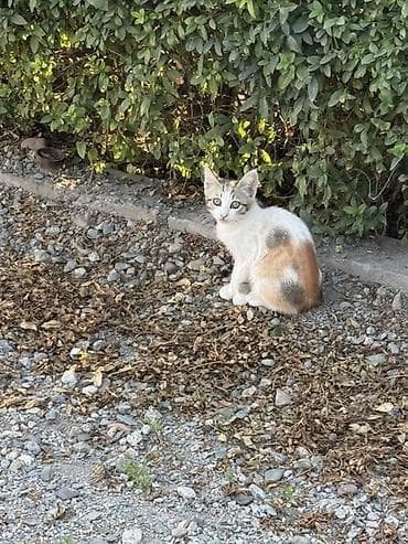миска для кота: Котята, домашние любимцы - Описание: на фото несколько котят разного — 4