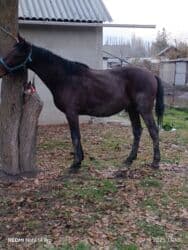 цены породистых собак: Сатам | Жылкы (эркек), Байтал — 3