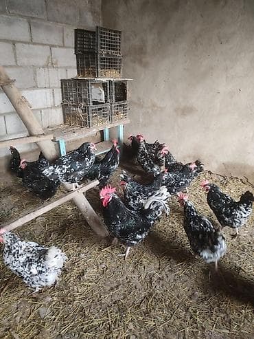 попугай жако: Продаю | Цыплята | Для разведения — 2