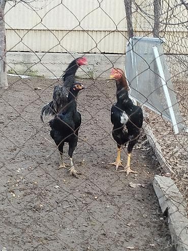 токмок собаки: Дакан пепел жожо короз сатылат активный алмашу жолдору бар адрес — 5