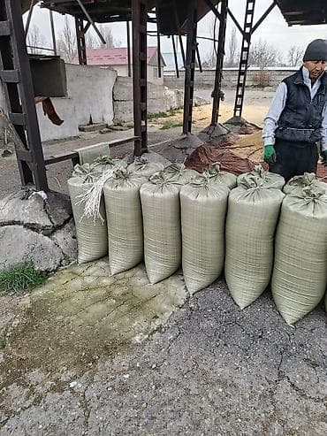 мясо индоутки: Ячмен Пшено (зерно проса), очищенное Описание: - Натуральное зерно — 3