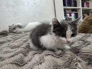 котята фото: Кошка даром: Беспородная, 4 месяца, Мальчик, Приучена к лотку, Проглистована — 3