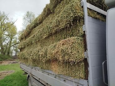 жаныбарлар: Сено в тюках (малые прямоугольные) — луговое/злаково-бобовое — 2
