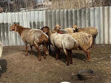 саванна кошка цена: Продаю | Овца (самка), Баран (самец) | Арашан | Для разведения | Матка — 10