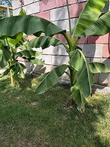 Банановые пальмы