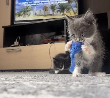 бесплатно кошка: Кошка даром: Беспородная, 2 месяца, Девочка, Приучена к лотку — 7