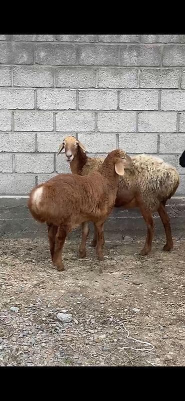 А/ч жаныбарларын сатам: Сатам | Ургаачы кой (ургаачы) | Союуга — 3