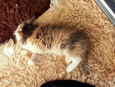 щенки фокстерьера: 2 месяца, Девочка, Приучена к лотку — 4