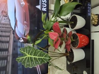 полевые цветы: Бегония клубневая в горшке - Пышный куст с крупными махровыми — 14