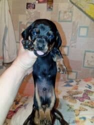 продажа щенков немецкой овчарки в бишкеке с документами: Готовятся к бронированию щенки таксы . Родились 22 октября. им уже25 — 16