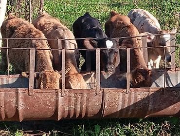С/х животные и товары: Продаю | Музоо, торпок | На откорм — 1
