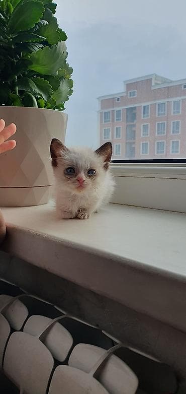 котята сиамские купить: Кошка даром: Сиамская, Мальчик — 1