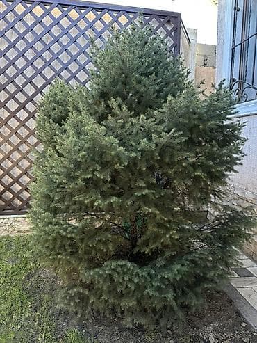 дерев: Ель (хвойное дерево) для ландшафта - Порода: ель/сосновая ель — 1