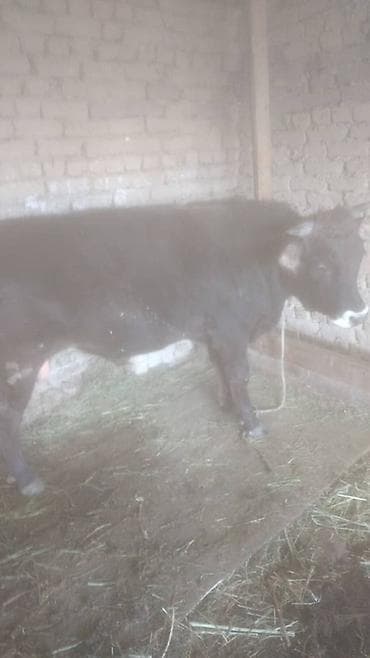 Продаю | Бык (самец) | Привязанные at lalafo.kg Продаю | Бык (самец) | Привязанные