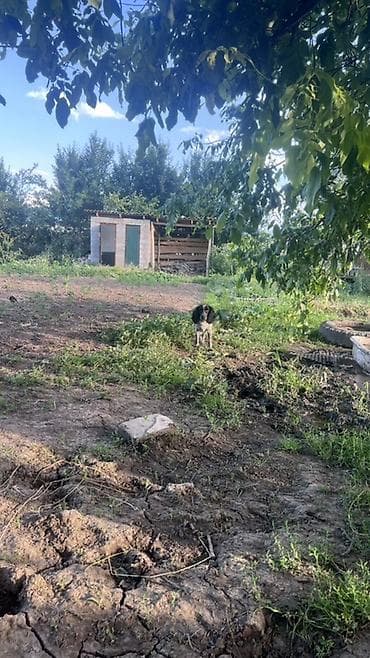 собака щенок: Английские кокер-спаниели — пара домашних питомцев - Порода — 8