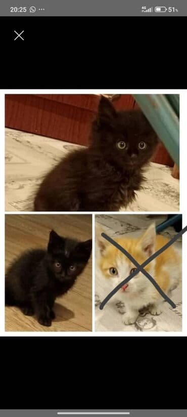 собаки в бишкеке: Отдадим в добрые руки — 1