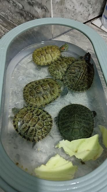 декорации для аквариума: Черепашки!!!
супер подарок для взрослых и детей!
не капризные — 4