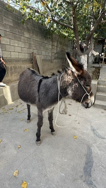 купить собаку чихуахуа: Осёл (ослица/молодой осёл) большего размера, серо‑бурой масти с — 2