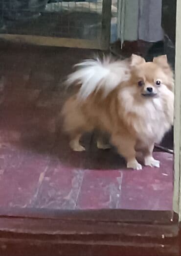 купить щенка спаниеля: Шпиц, 2 года, Самка, С родословной — 2