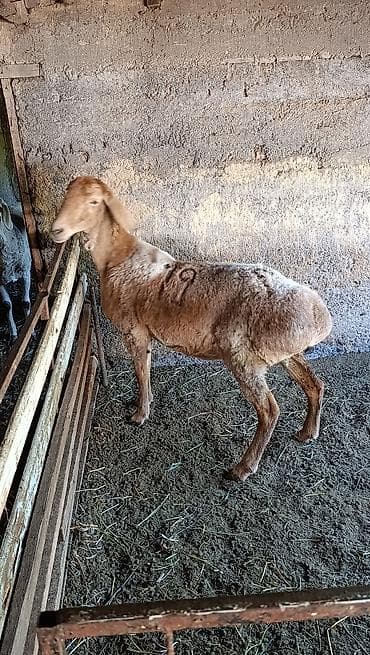 кошки маленкие: Продаю | Овца (самка) | Для разведения | Ярка — 2