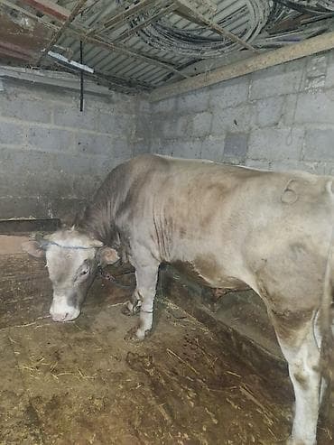 симменталы бычки: Продаю | Бык (самец) | На откорм | Привязанные — 1