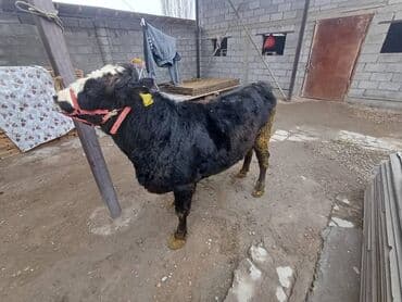 Собаки: Продаю | Бык (самец) | На откорм | Привязанные — 2