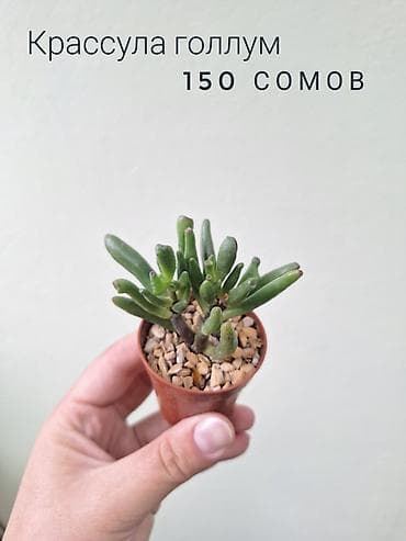 саженцы даром: 🌿 Комнатные цветы (укоренённые черенки/молодые растения/взрослые — 6