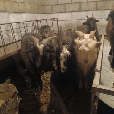 Козы, козлы: Продаю | Козлёнок — 2