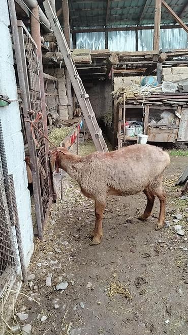 дорпер кой: Продаю | Овца (самка) | Для разведения | Матка — 3