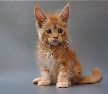 Порода: мейн-кун (котёнок). 2месяца мальчик Окрас: рыжий (red tabby)