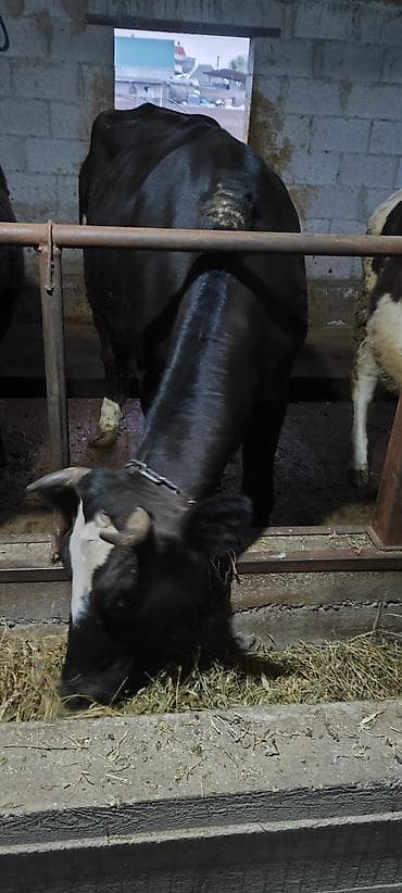 Продаю | Тёлка