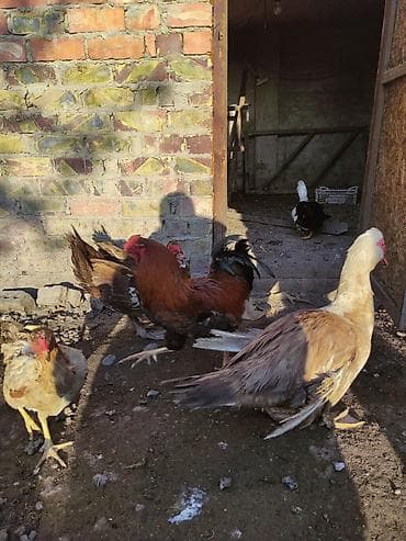 бек абад: Продаю | Куры | Домашняя | Для разведения — 2