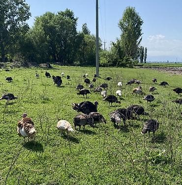 турецкая ангора кошка цена: Продаю | Индюшка (самка) | Черный принц | На забой — 4